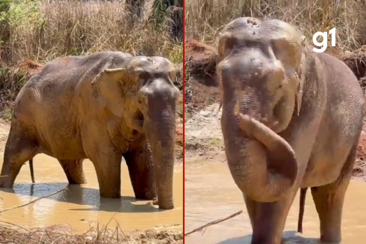 VÍDEO: elefante Sandro entra em lagoa pela 1ª vez no Santuário em MT