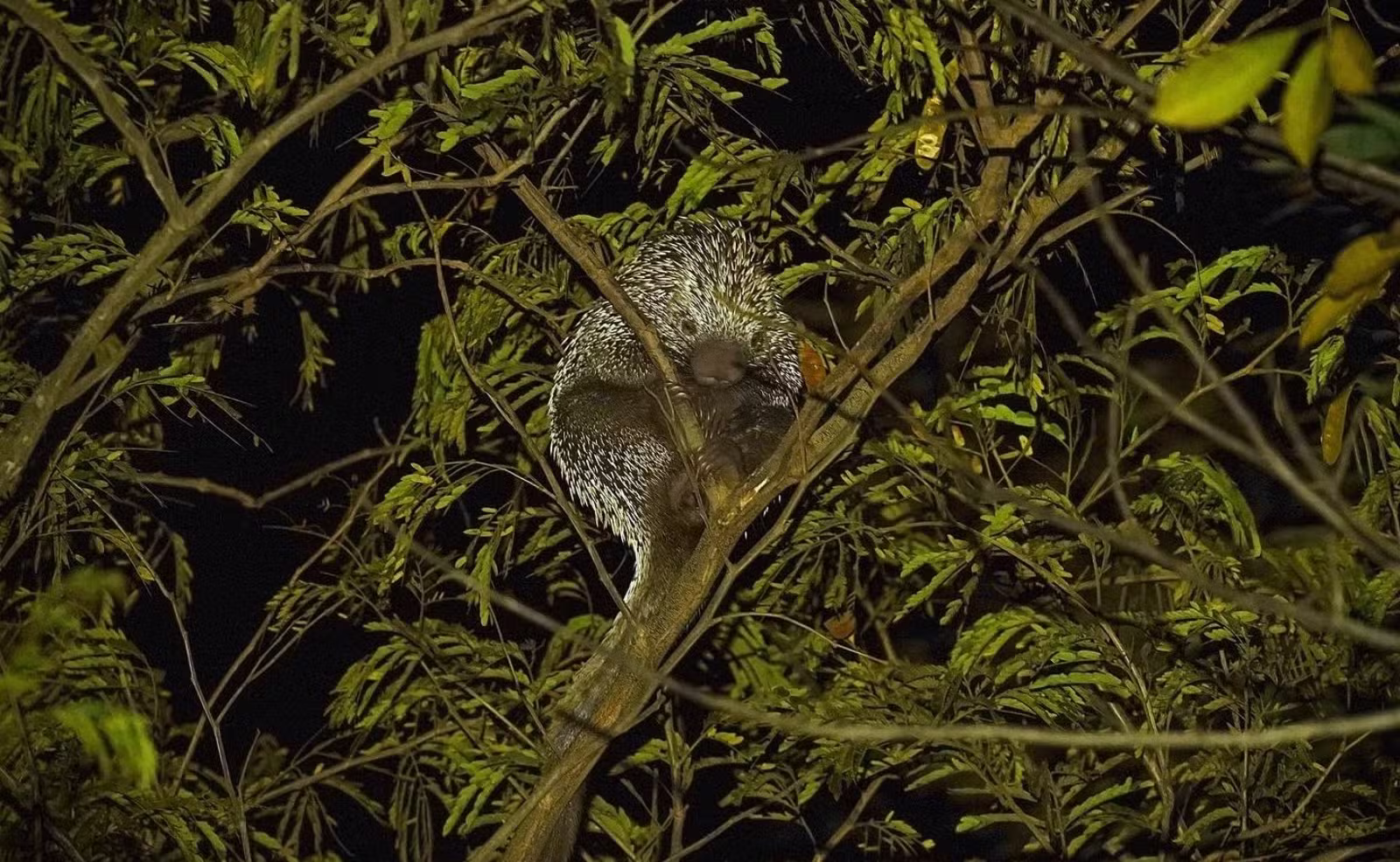 Cientistas usam ‘drones termais’ e encontram animais noturnos até 20 vezes mais rápido; veja vídeo