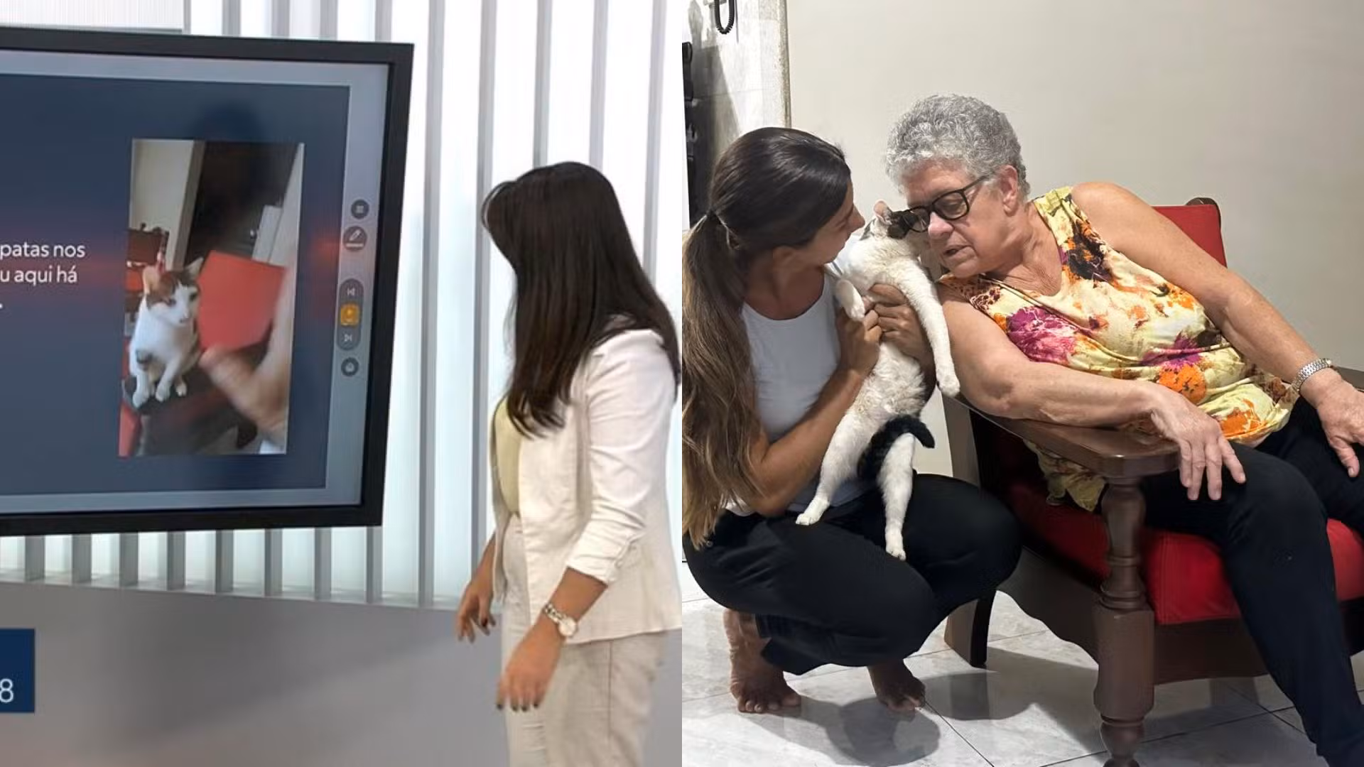 Gata desaparecida há mais de um ano é reconhecida em telejornal e aproxima antiga e nova tutoras em Uberlândia