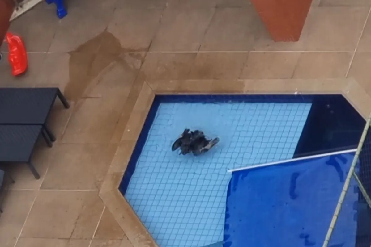 Urubu é flagrado mergulhando em piscina no Paraná; vídeo