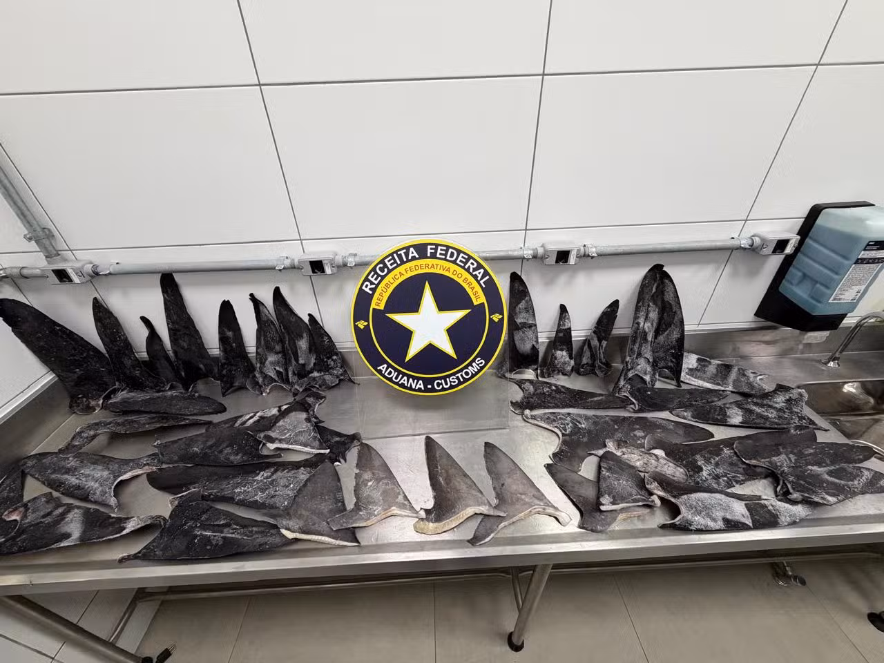 Toneladas de barbatanas de tubarão apreendidas em SC podem valer R$ 16 mil por kg e são 'iguarias' na Ásia