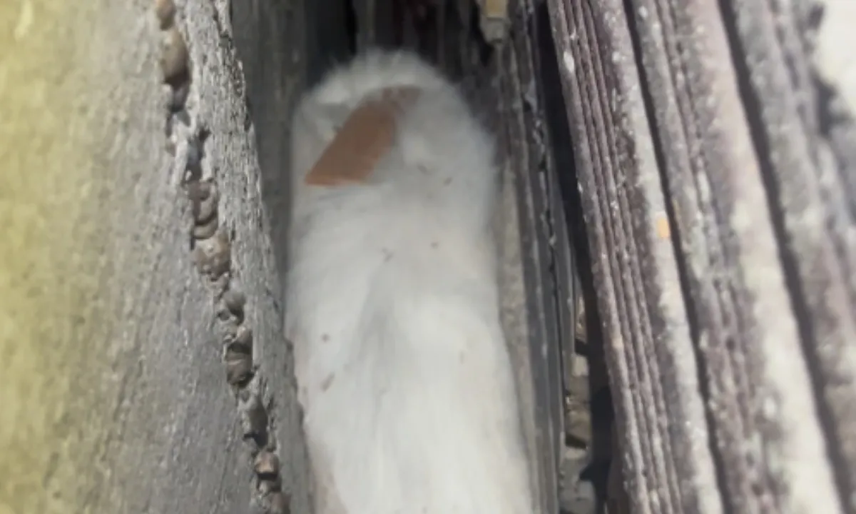 Gato é resgatado pelos Bombeiros após ficar preso entre duas paredes em Manaus; VÍDEO