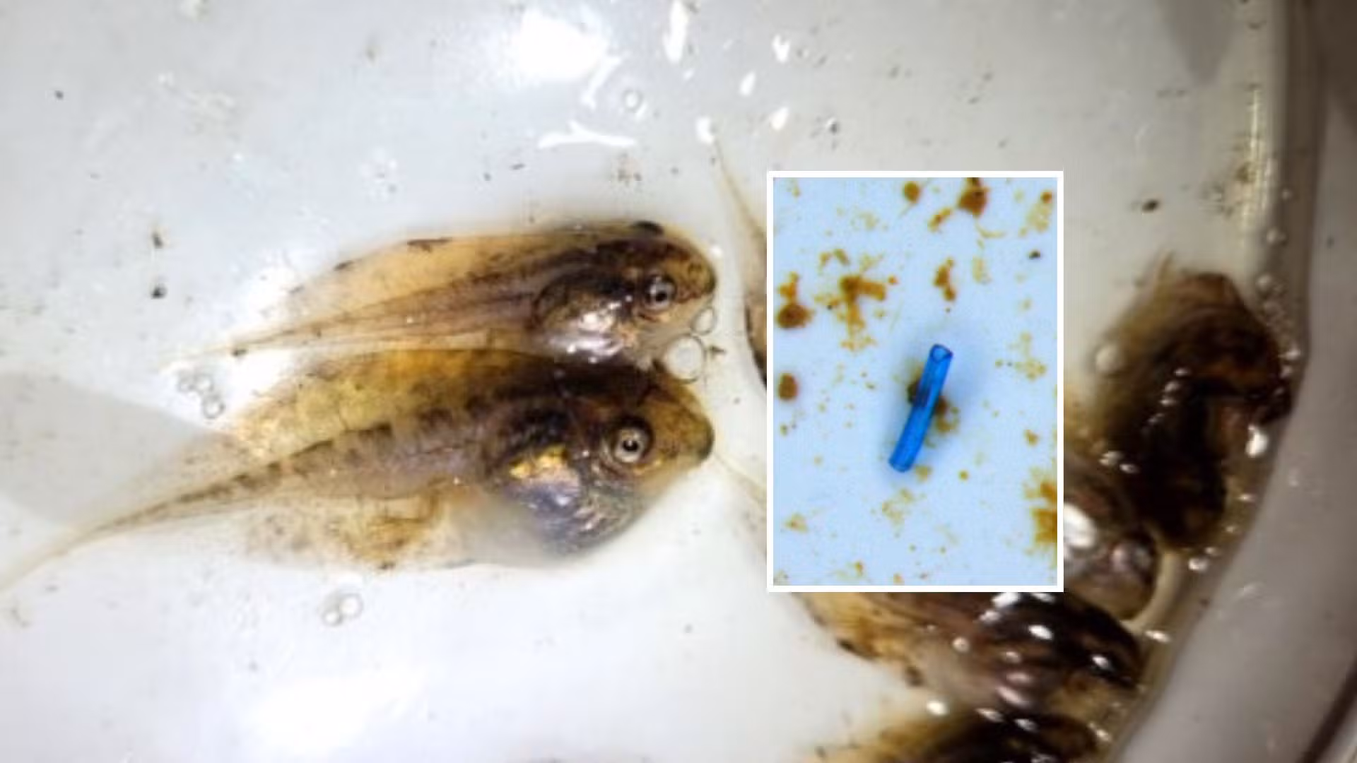 Microplásticos são encontrados em girinos da Amazônia pela 1a vez nas Américas