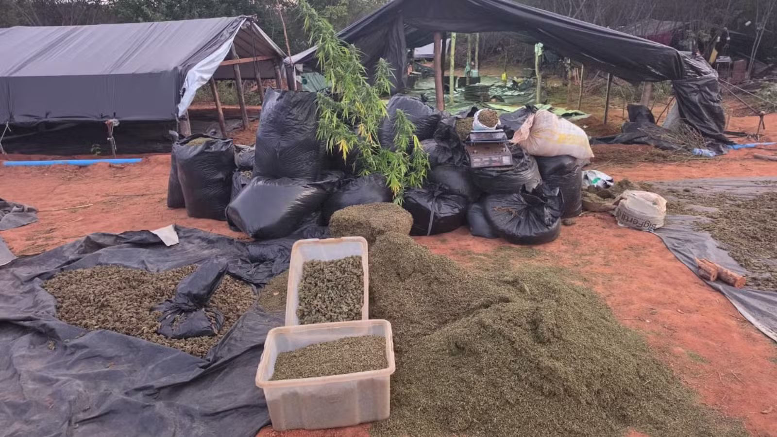 Proprietário de terreno que tinha plantação de 290 mil pés de maconha no Ceará é preso