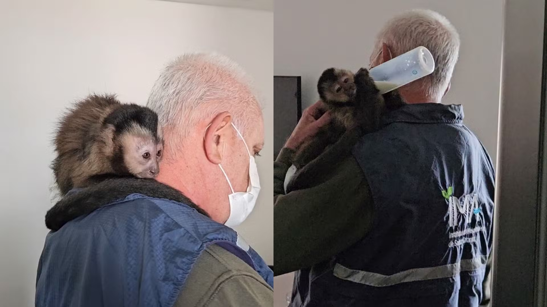 Macaco é resgatado em sacada de prédio em SC e socorristas descobrem documentação falsa do animal