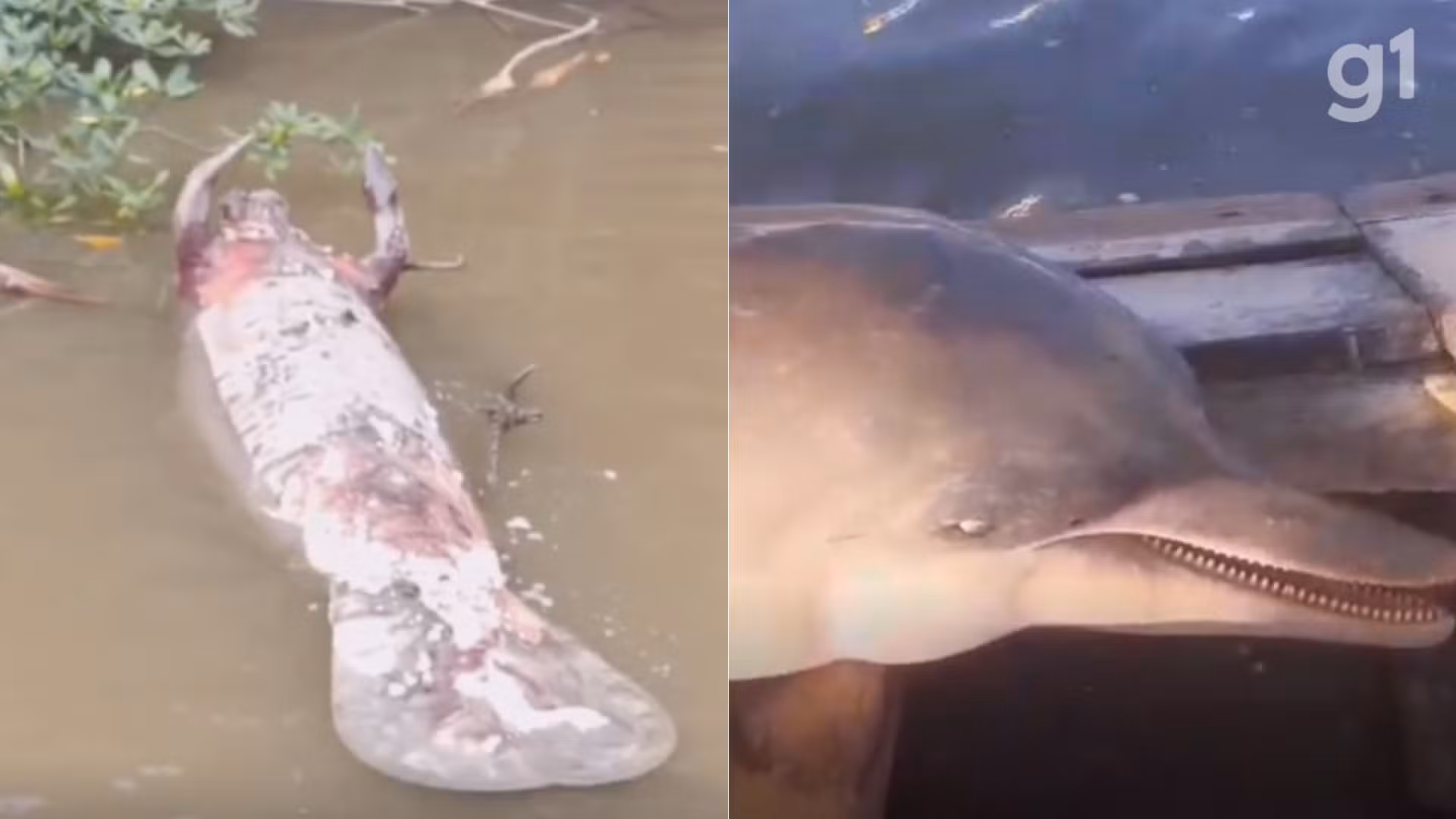 VÍDEO: Peixe-boi e boto-cinza são encontrados mortos em área de pesca em Icatu