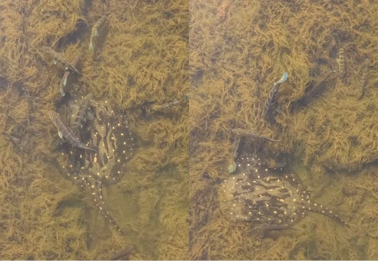 Arraia de fogo? Conheça espécie registrada nadando com tucunarés em águas cristalinas no TO