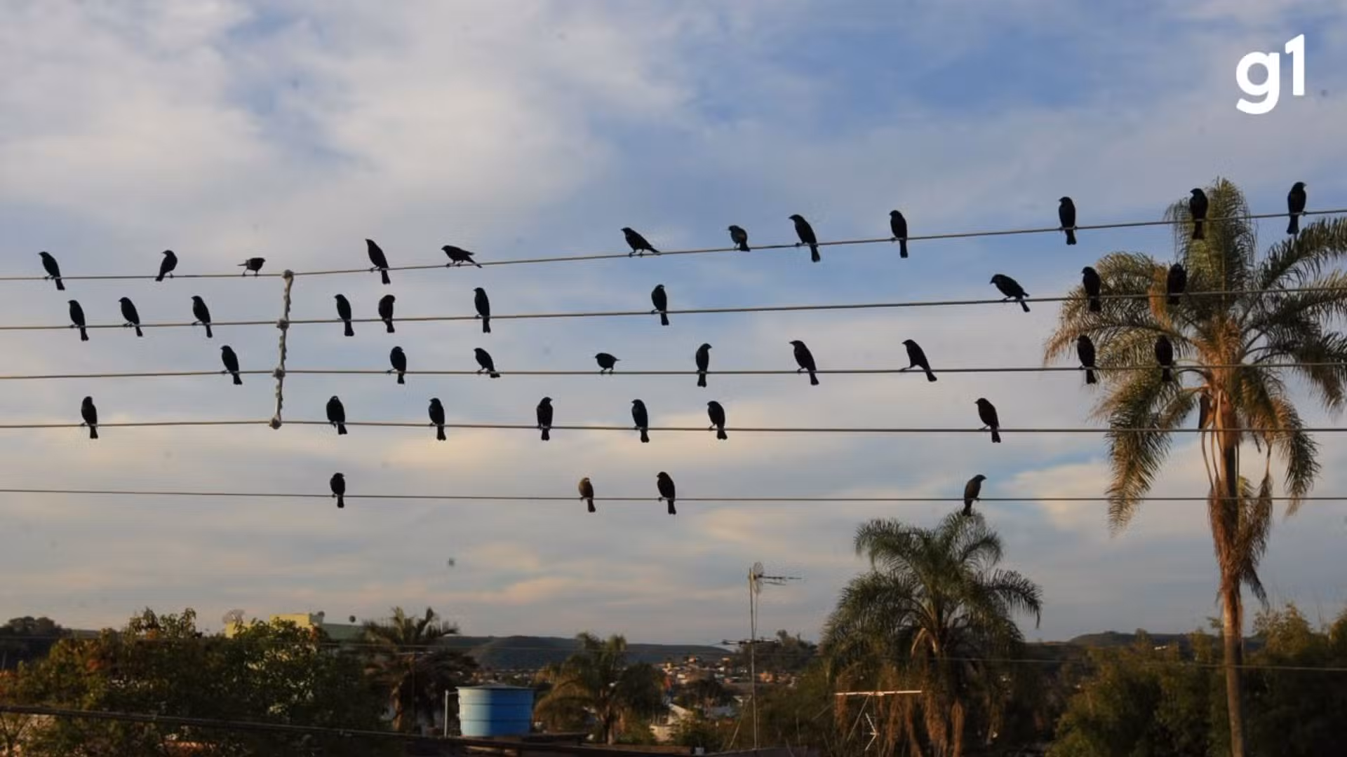 Foto de pássaros em fios vira sinfonia que vence Leão de Ouro em Cannes