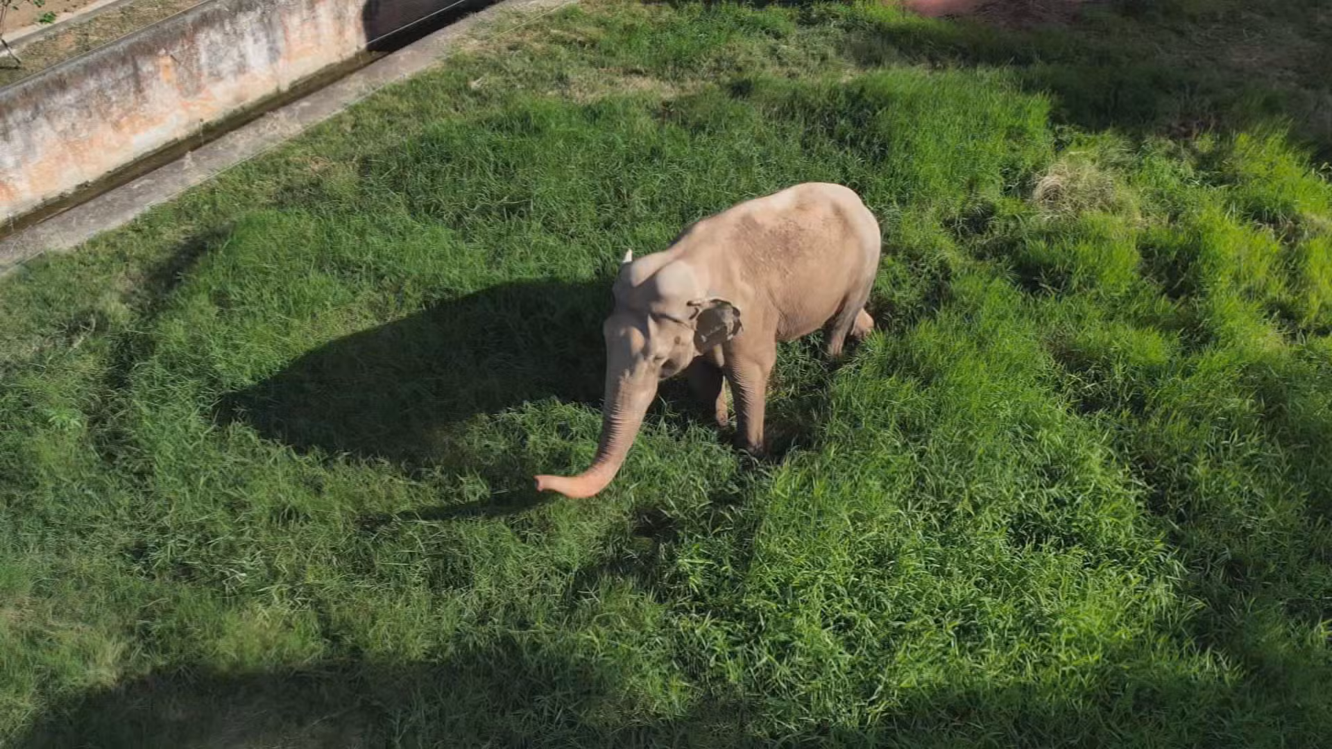 Via terrestre e em caixa acoplada a caminhão: como será o transporte do elefante Sandro para santuário no MT