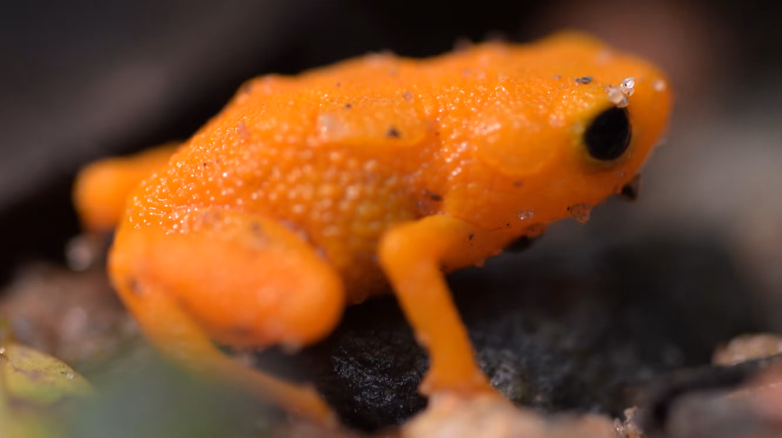 Serra do Japi abriga um dos menores vertebrados do mundo; conheça o sapo-pingo-de