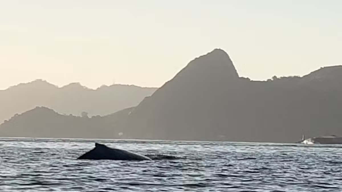 Golfinhos e baleias encantam moradores com aparições na Baía de Guanabara