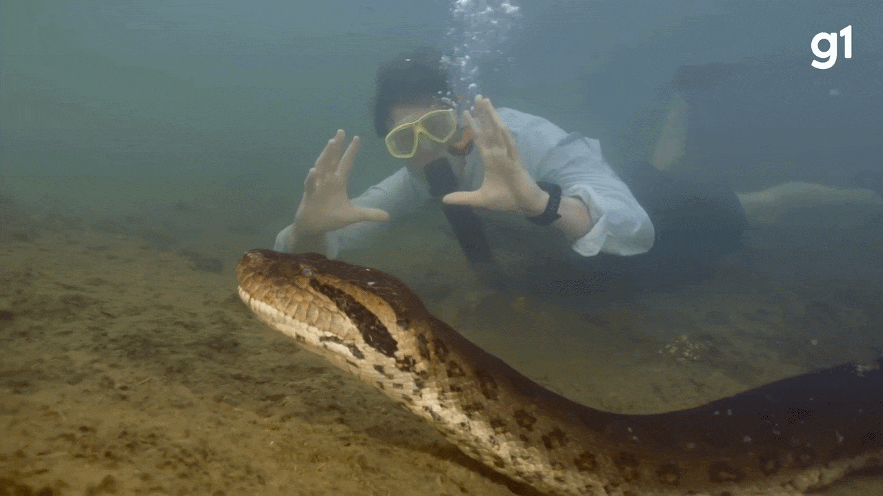 A cidade que você mergulha com cobras gigantes em rios de águas cristalinas