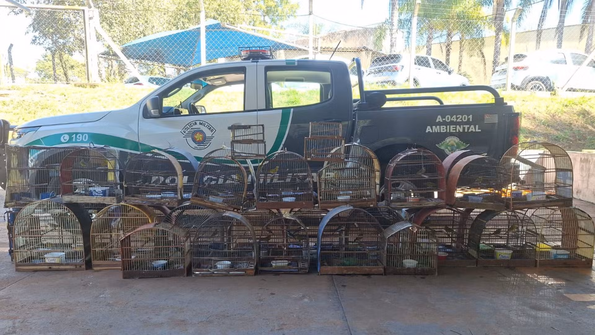 VÍDEO: homem é multado em mais de R$ 20 mil após ser flagrado com 41 aves silvestres em Votuporanga