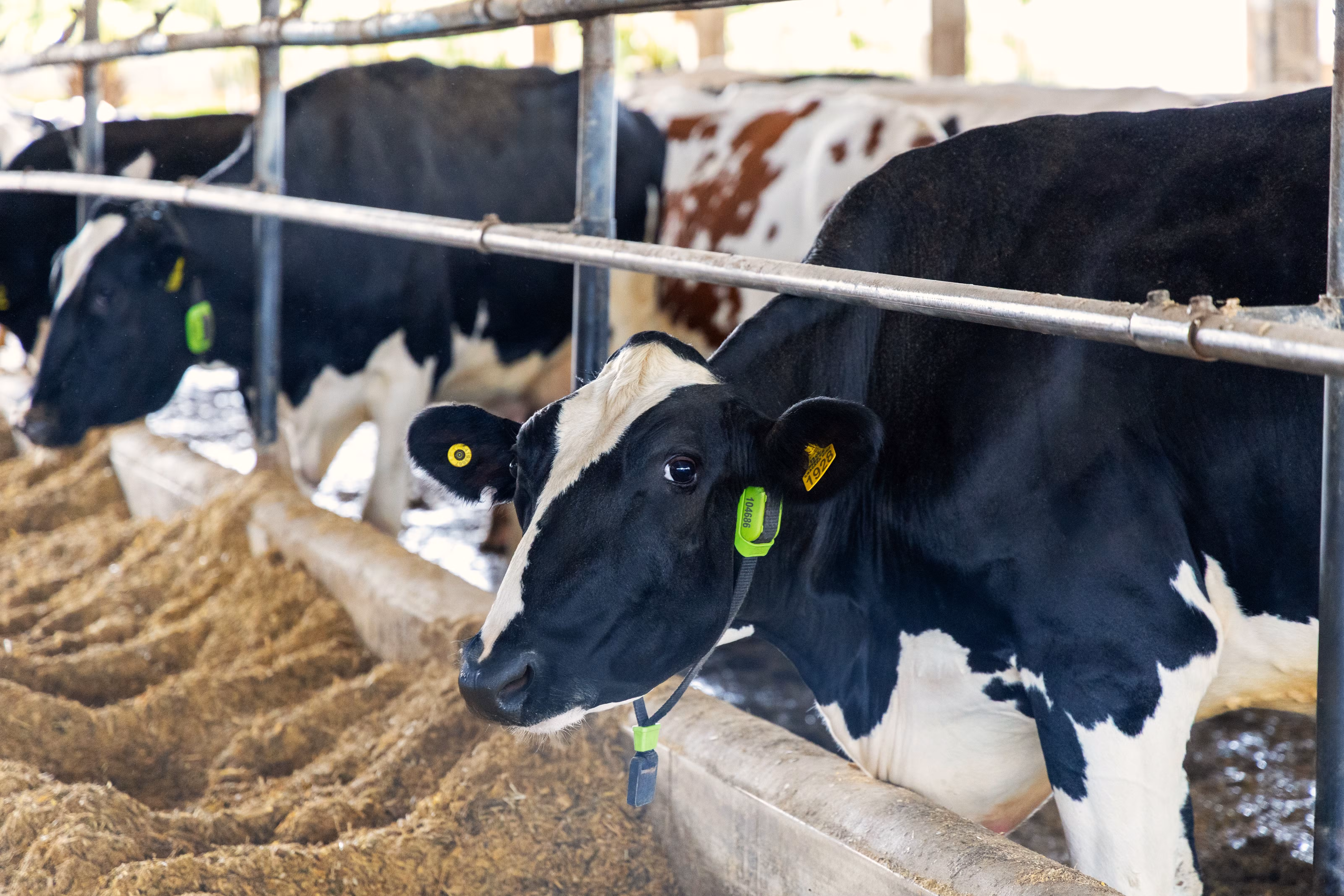 Vacas monitoradas por IA viram garantia de empréstimo pela 1ª vez no Brasil