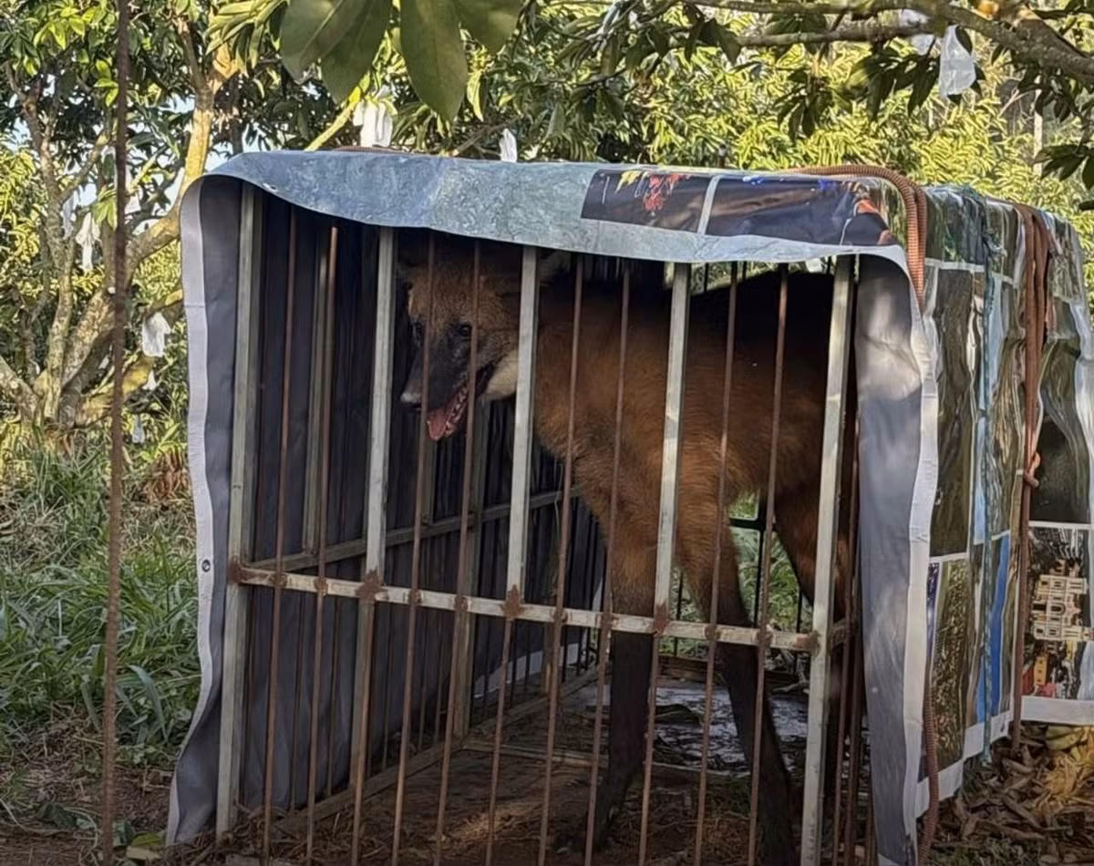 Lobo-guará é resgatado em Bom Jesus do Itabapoana e solto em área de preservação