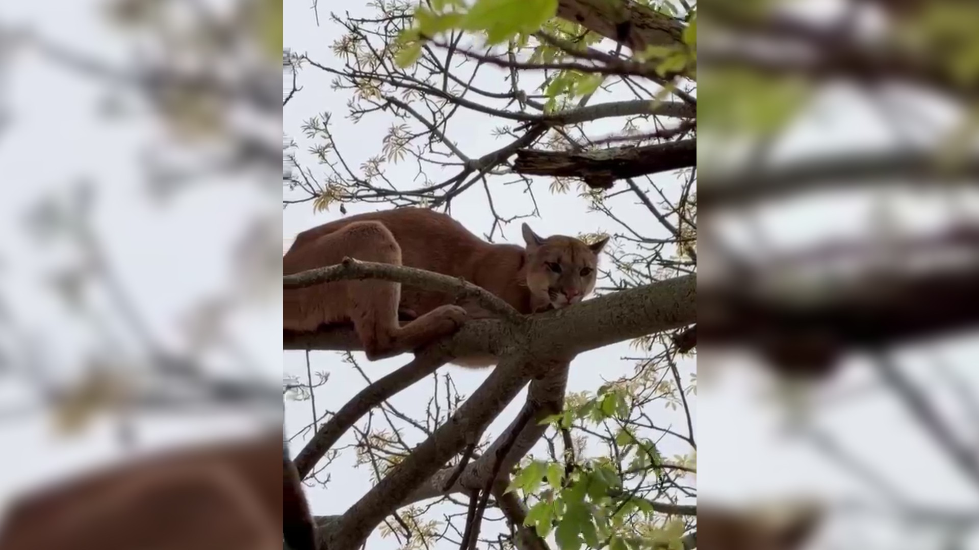 Onça-parda em Itararé: animal é flagrado no alto de árvore em bairro