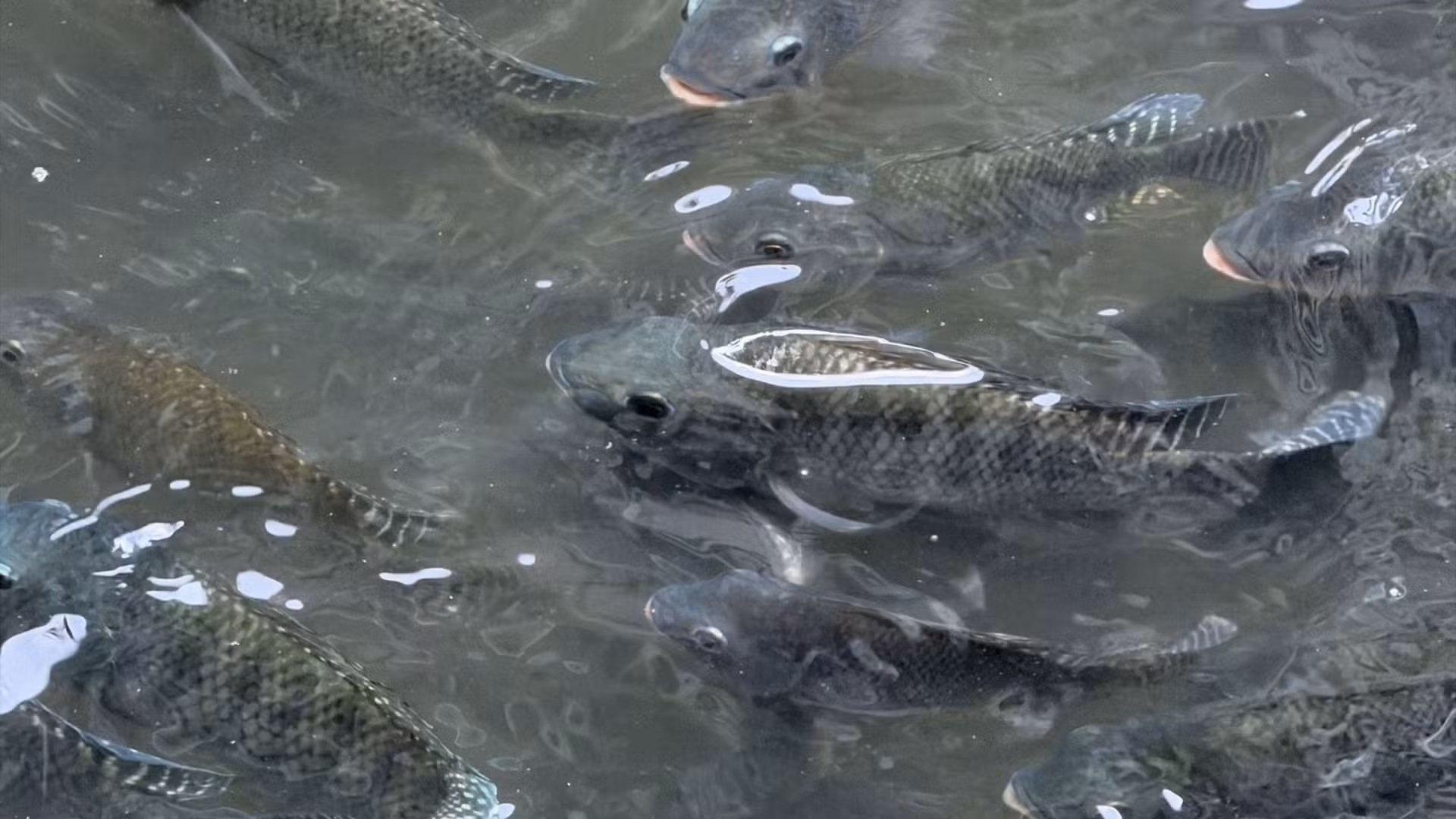 Peixes invasores e seus impactos ganham força com o aquecimento do planeta