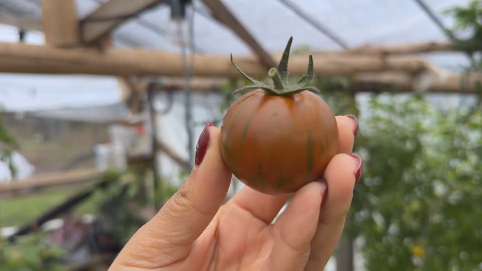 Com couve-flor colorida e tomate listrado, agricultora cultiva hortaliças exóticas no Paraná