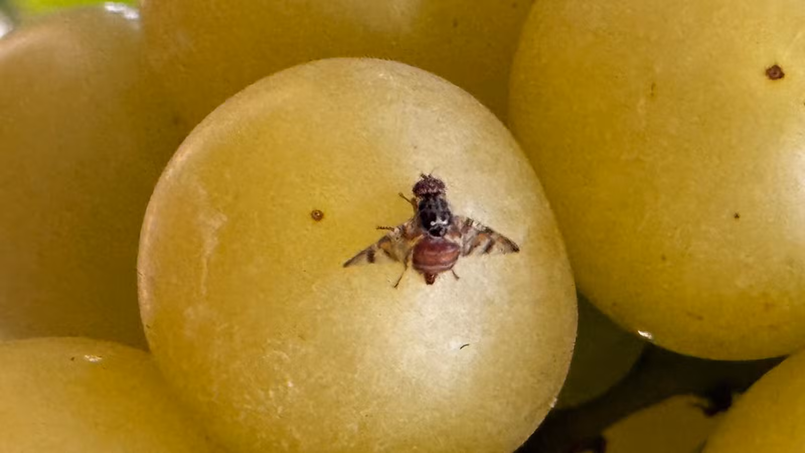 Mosca-da-fruta ameaça fruticultura, principalmente a que tem foco em exportação