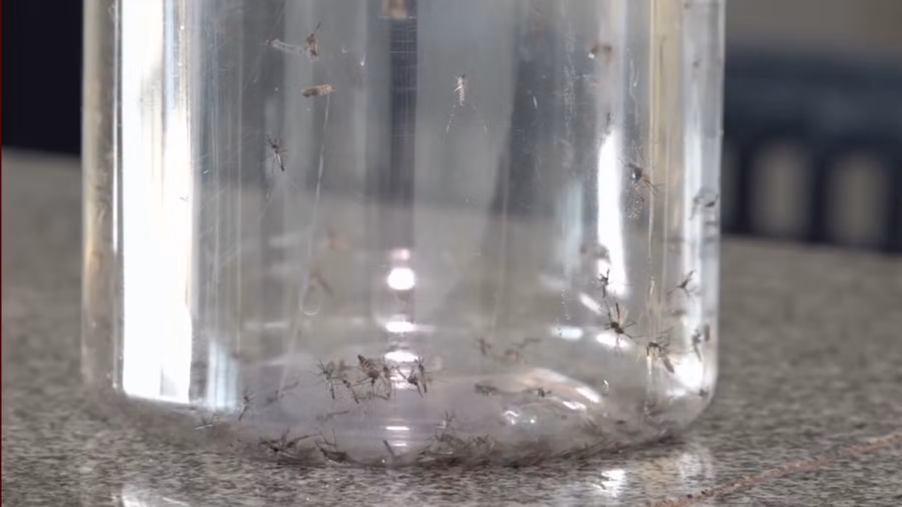 Mosquitos Aedes aegypti contaminados com bactéria que combate vírus da dengue são soltos no Paraná; entenda