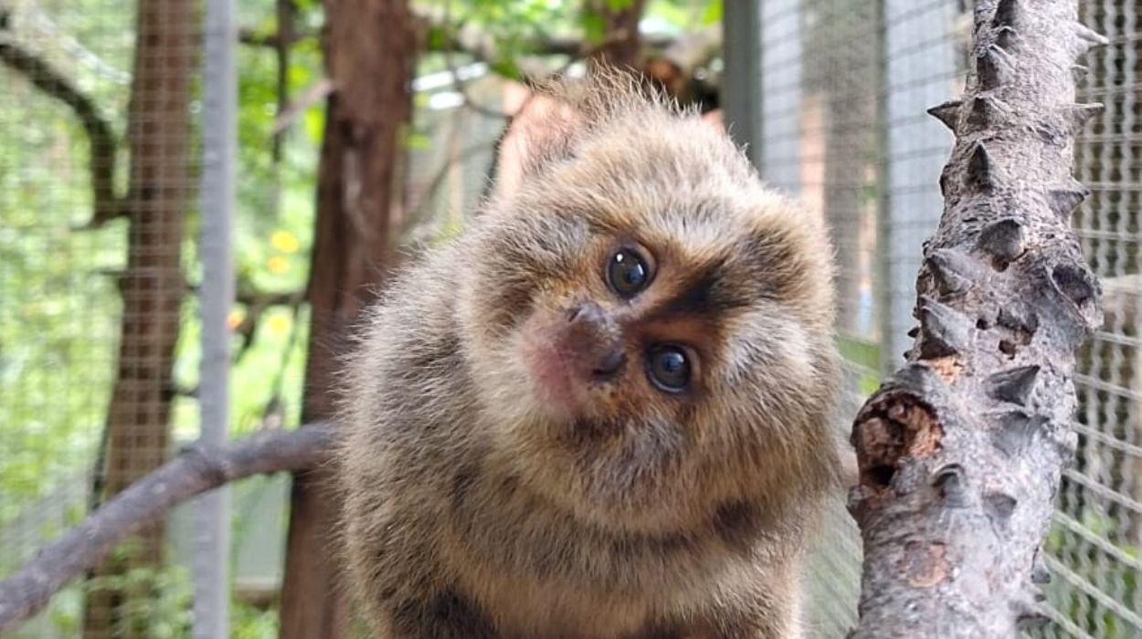 Seis filhotes de sagui ameaçado de extinção nascem em centro único no mundo
