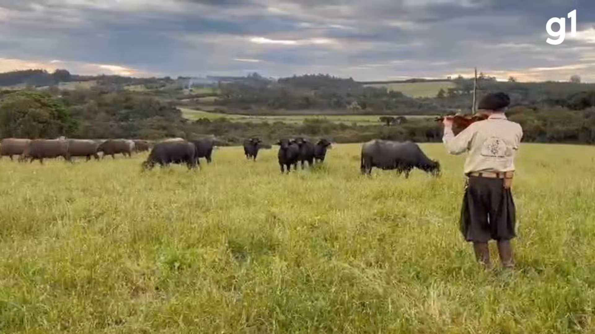 VÍDEO: 'Encantador de búfalos' toca violino para conduzir animais no RS
