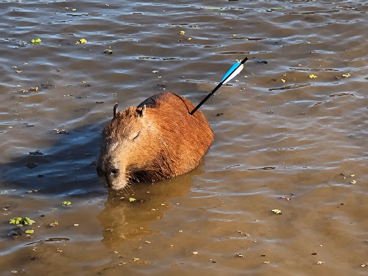Capivara com flecha cravada no corpo é resgatada na Represa Guarapiranga, Zona Sul de SP