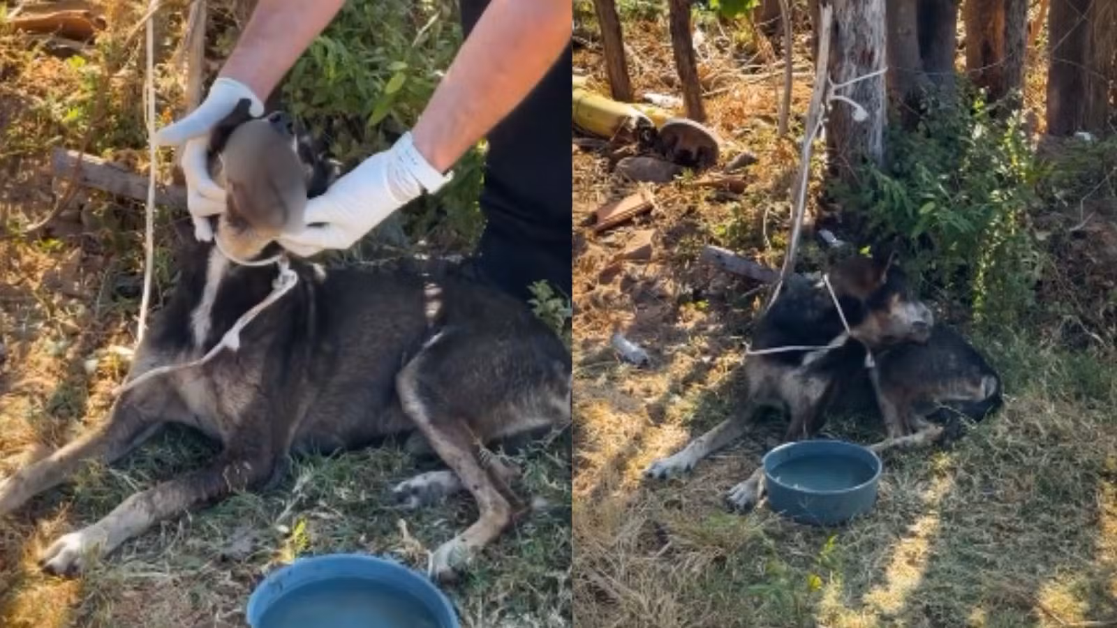 Cachorro com larvas no pescoço é resgatado amarrado em casa no PI; suspeita de facada