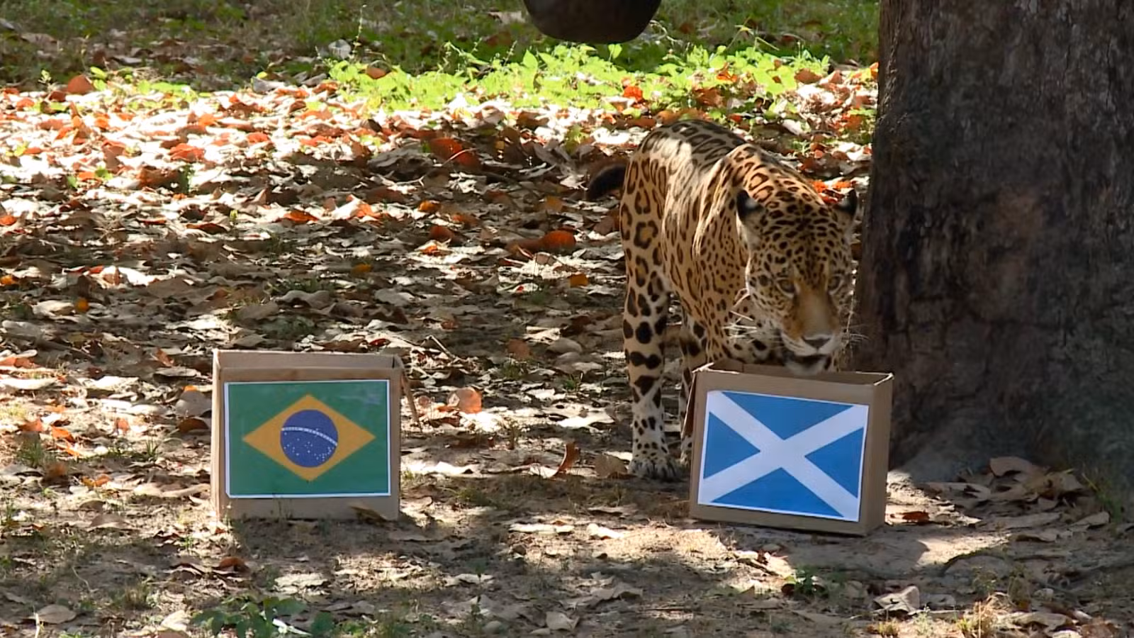 Brasil x Escócia: Onça-pintada no PI 'prevê' vitória de virada da seleção brasileira; veja vídeo