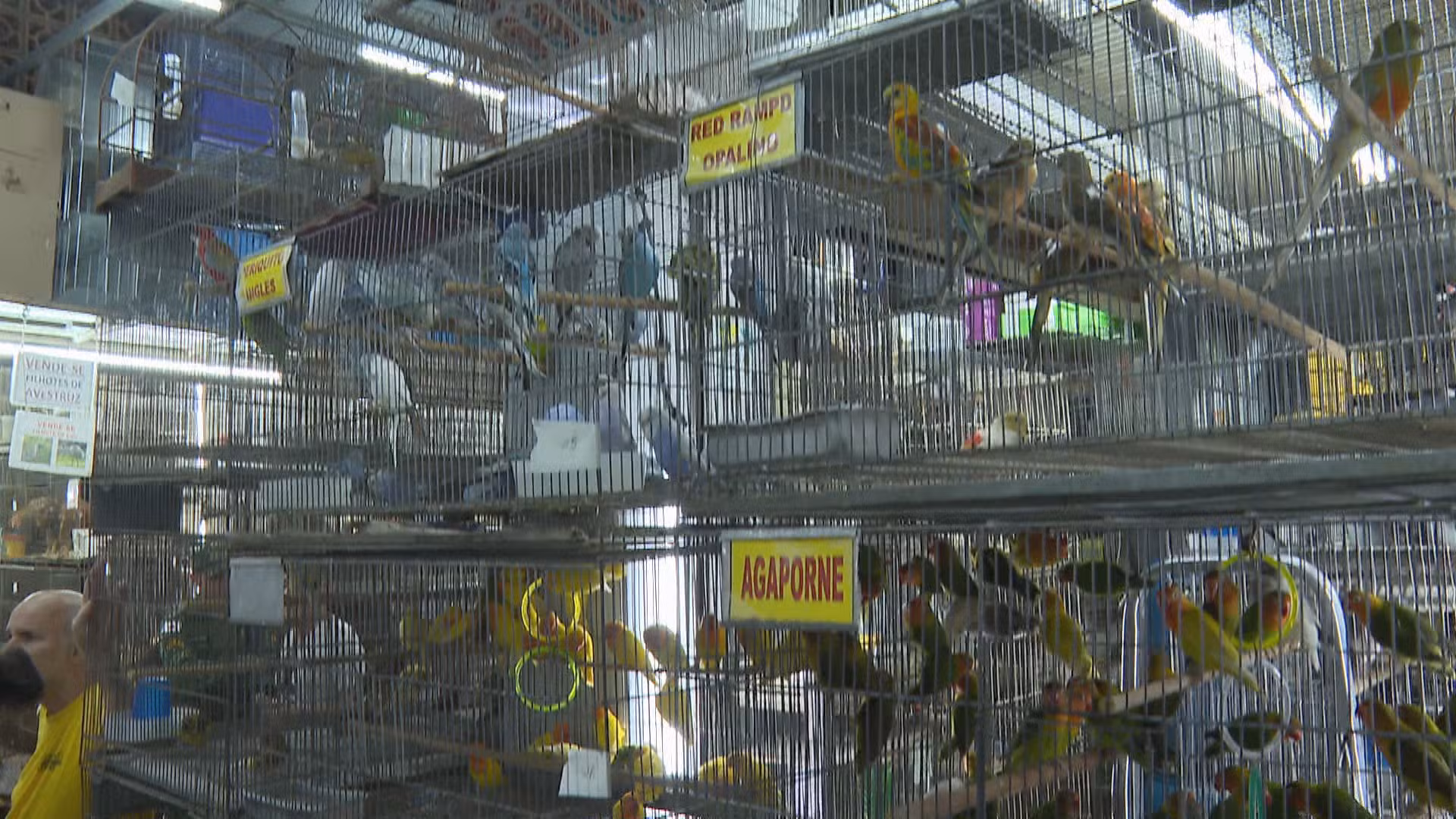 Lei que proíbe venda de animais em espaços como o Mercado Central é sancionada em BH