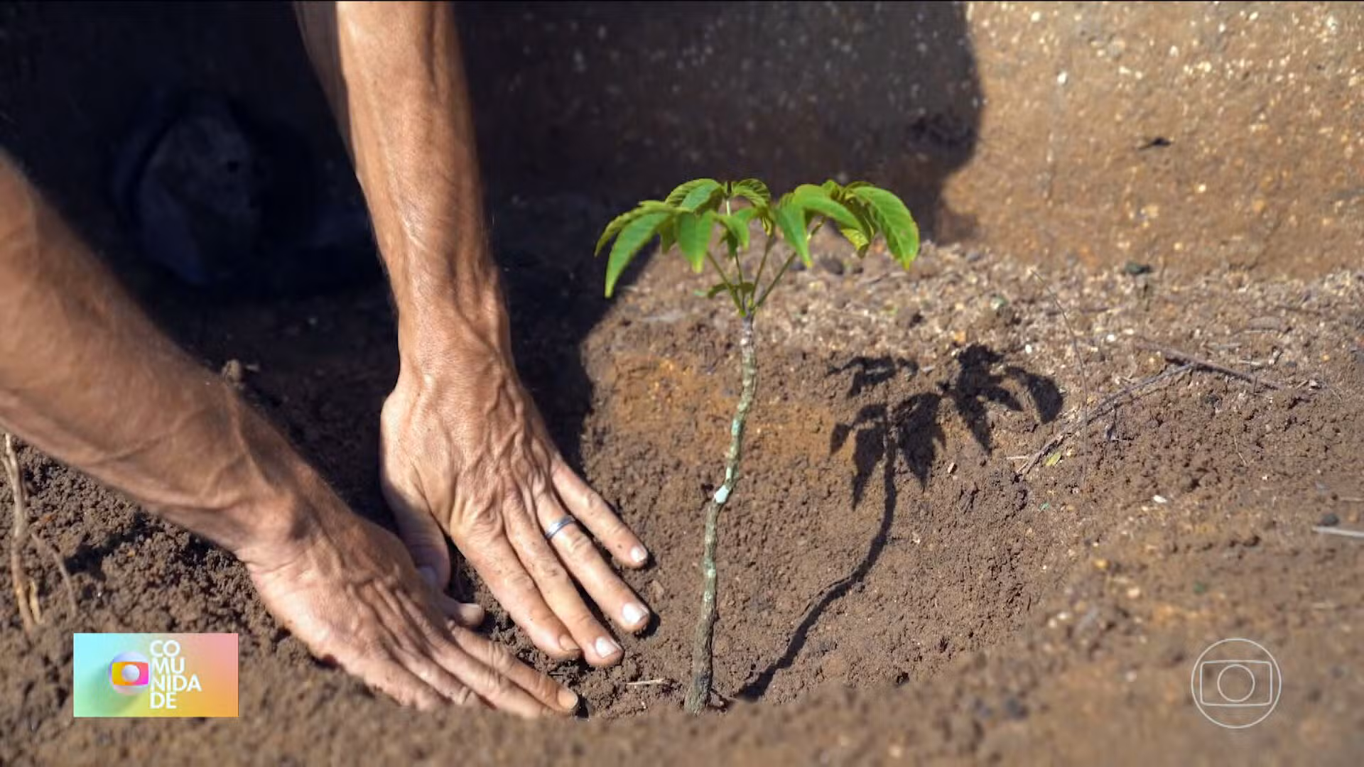 Mutirão de Reflorestamento da Prefeitura do Rio completa 40 anos com 11 milhões de árvores plantadas