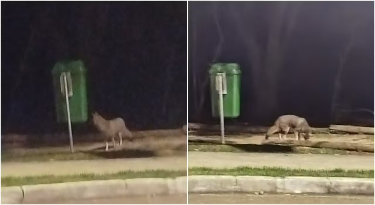 VÍDEO: morador flagra raposa caminhando em calçada na Zona Norte de Sorocaba