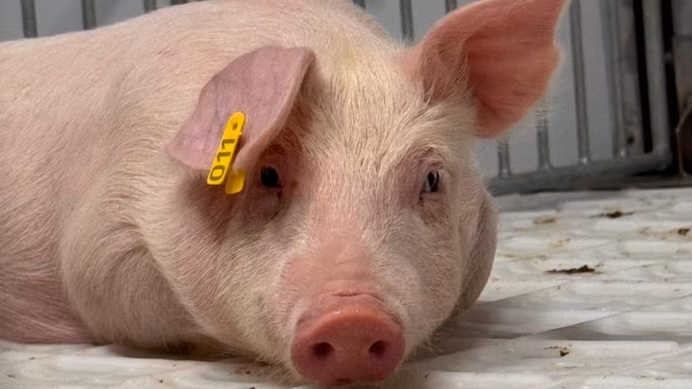 Morre primeiro porco clonado no Brasil; animal será exposto em Museu de Zoologia