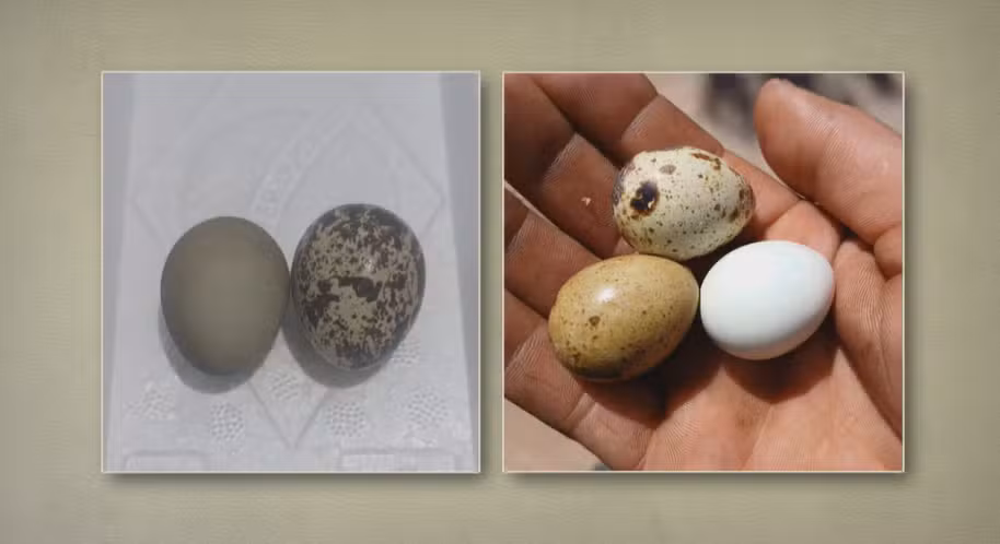 Por que ovos de codorna têm manchas e cores diferentes? Entenda