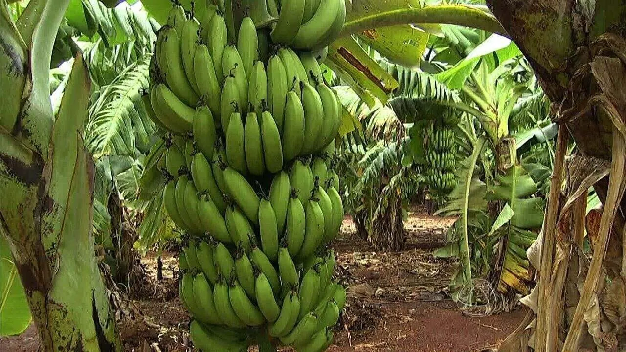 As 3 frutas que já somam 100 mil toneladas de produção em todo MS