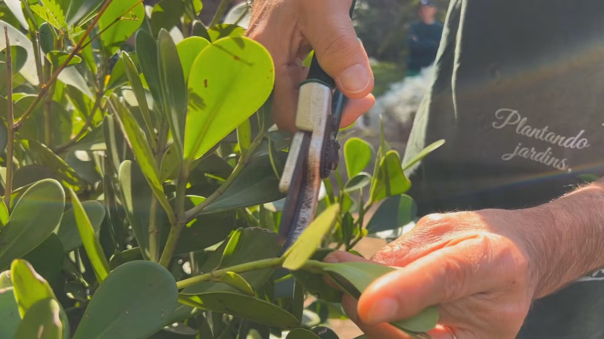 Clube de jardinagem do Jardim Botânico de Sorocaba oferece aulas gratuitas de poda e cultivo
