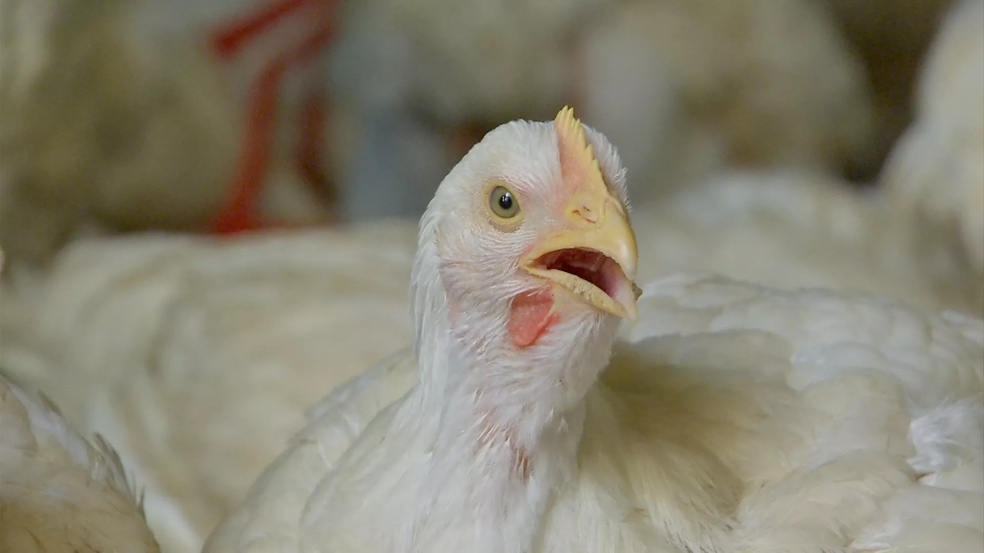 China, grande compradora de frango brasileiro, agora avança nas exportações e pode virar concorrente do Brasil