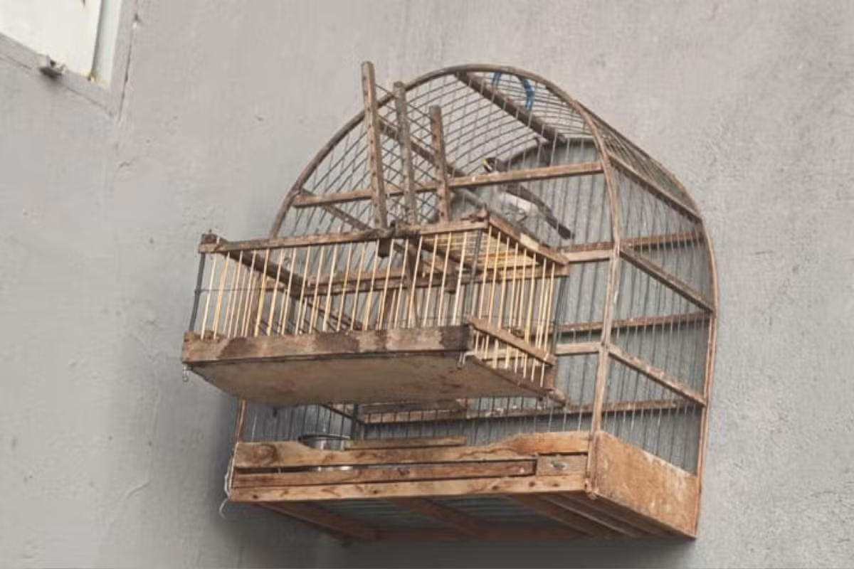Homem é multado em R$ 1,5 mil por manter aves silvestres em cativeiro e usar uma delas como 'chama'