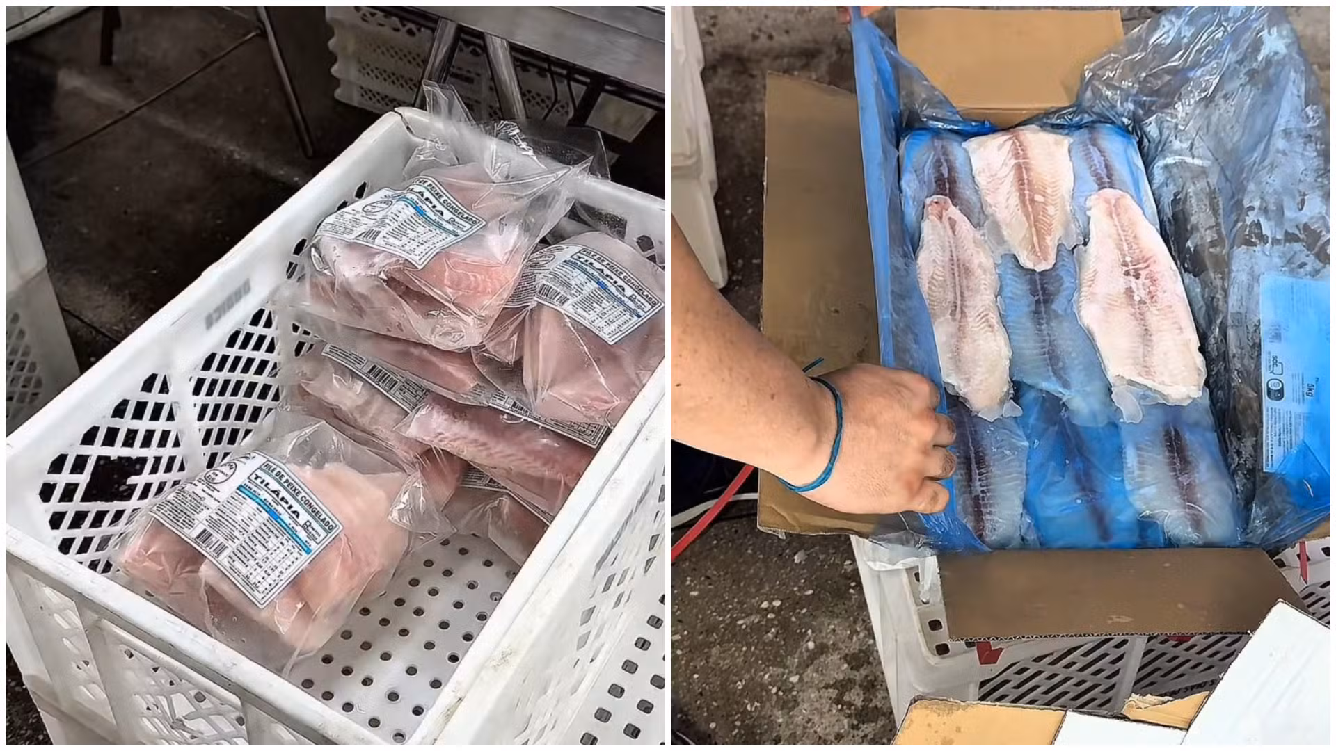 Empresa que vendia peixe panga como tilápia é interditada e 16 toneladas de pescado são apreendidas em Fortaleza