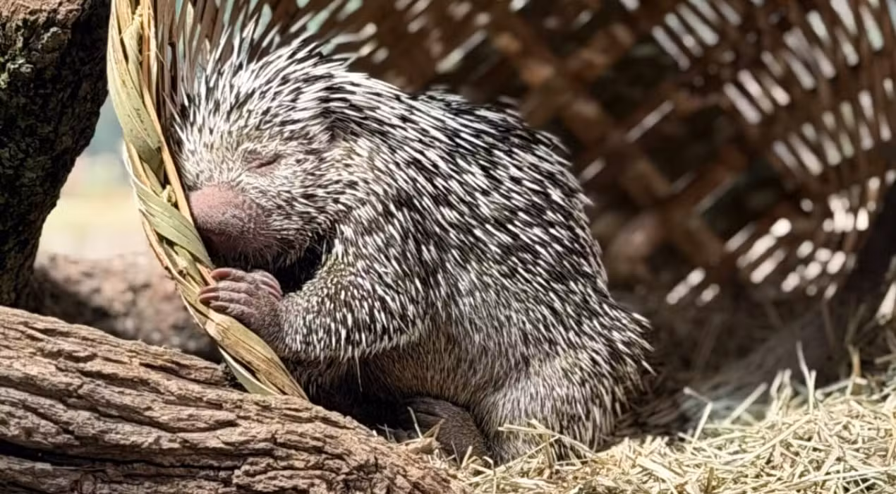Zooparque Itatiba recebe casal de cuandus e apresenta espécie inédita a visitantes