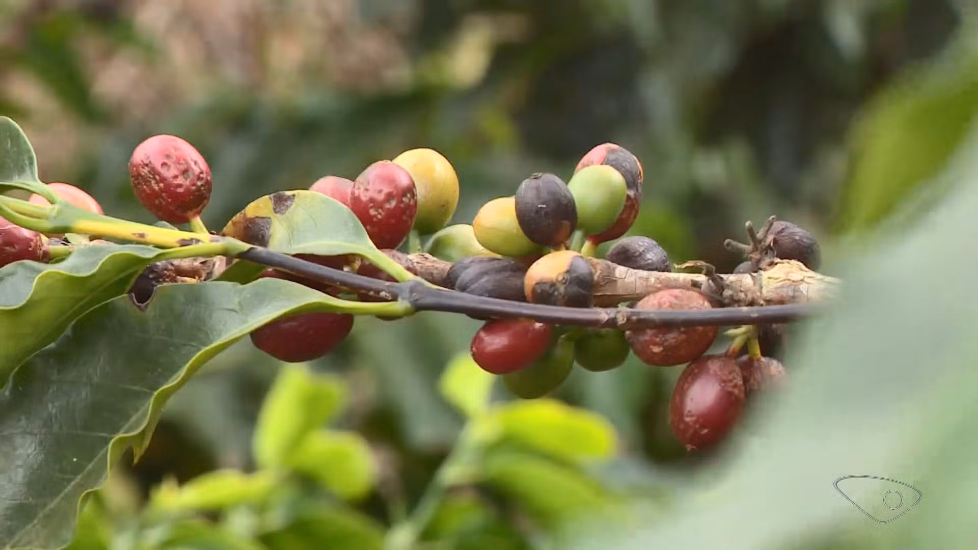 Temor de super El Niño faz preço do café disparar e alta pode pesar no bolso dos consumidores