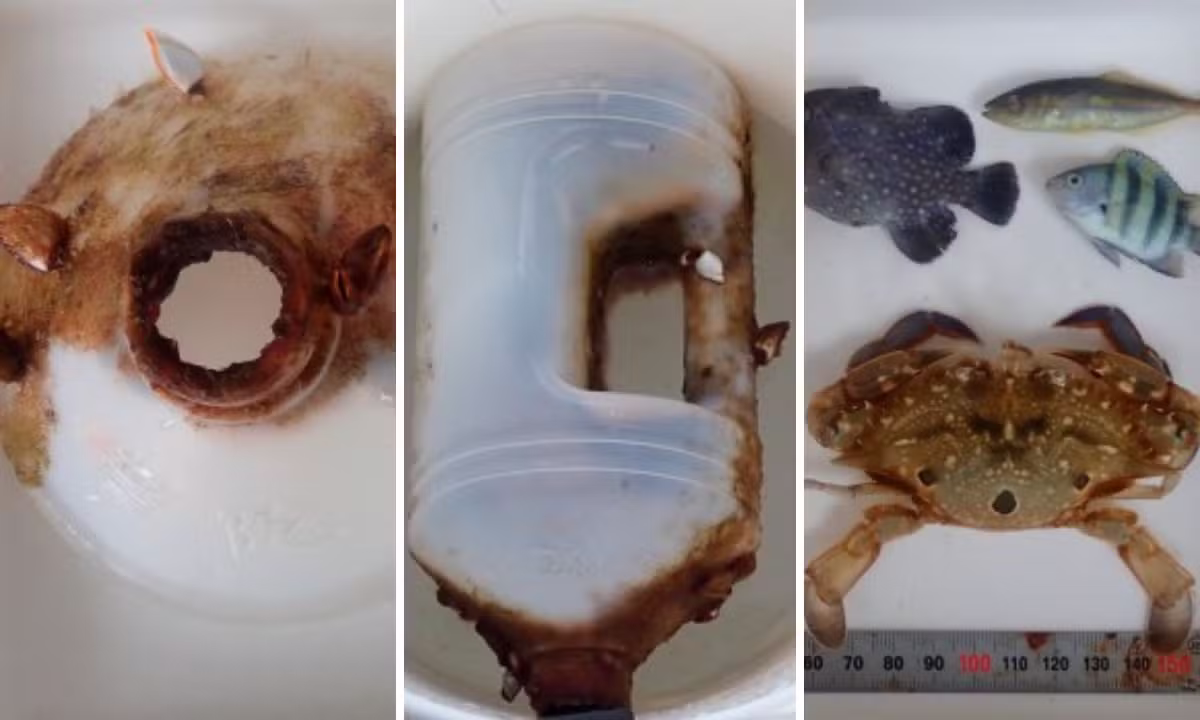 Caranguejo cresce preso dentro de garrafa plástica e passa dois meses à deriva no oceano; estudo revela impacto pouco conhecido da poluição