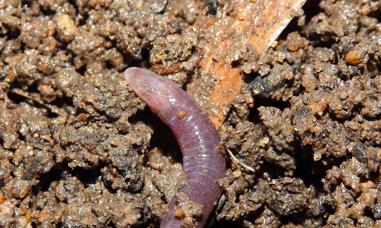 Escondido sob a terra: cientistas descobrem novo anfíbio na Mata Atlântica