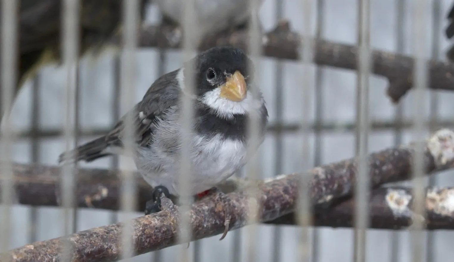Campinas tem ao menos 970 animais silvestres apreendidos em pouco mais de três anos; aves lideram ranking