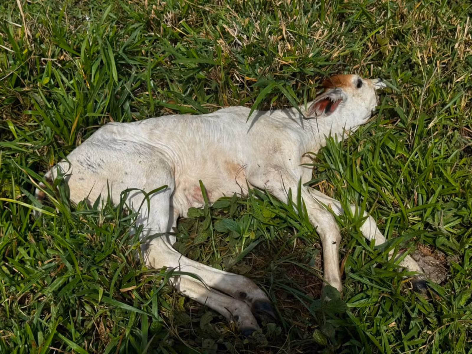 Caso de raiva bovina é confirmado em propriedade no interior do Acre
