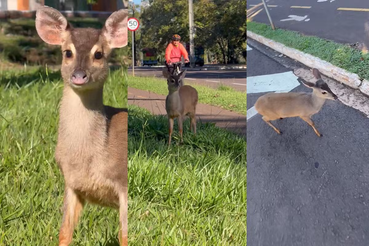VÍDEO: Filhote de veado é flagrado por fotógrafo na principal avenida de Campo Grande: 'Estava assustado'