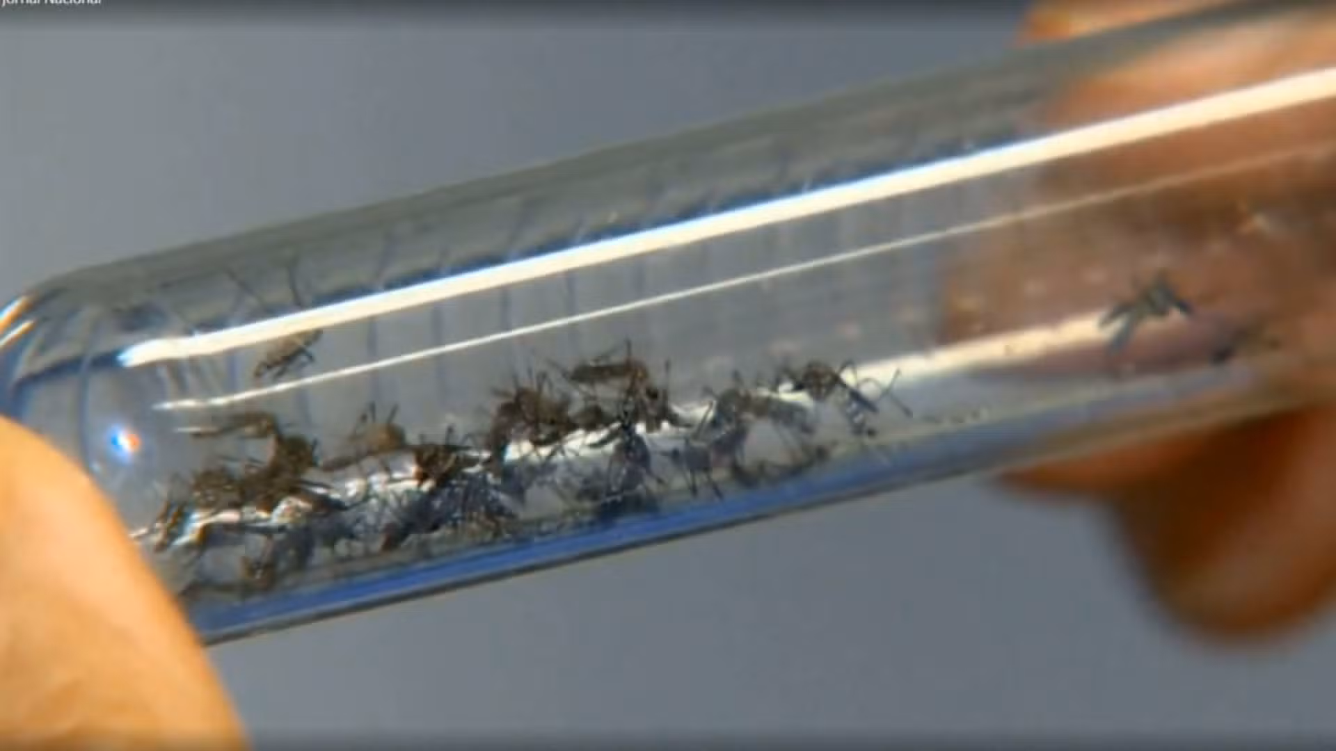 Como casos de dengue despencaram 95% no RS após alta nos últimos anos