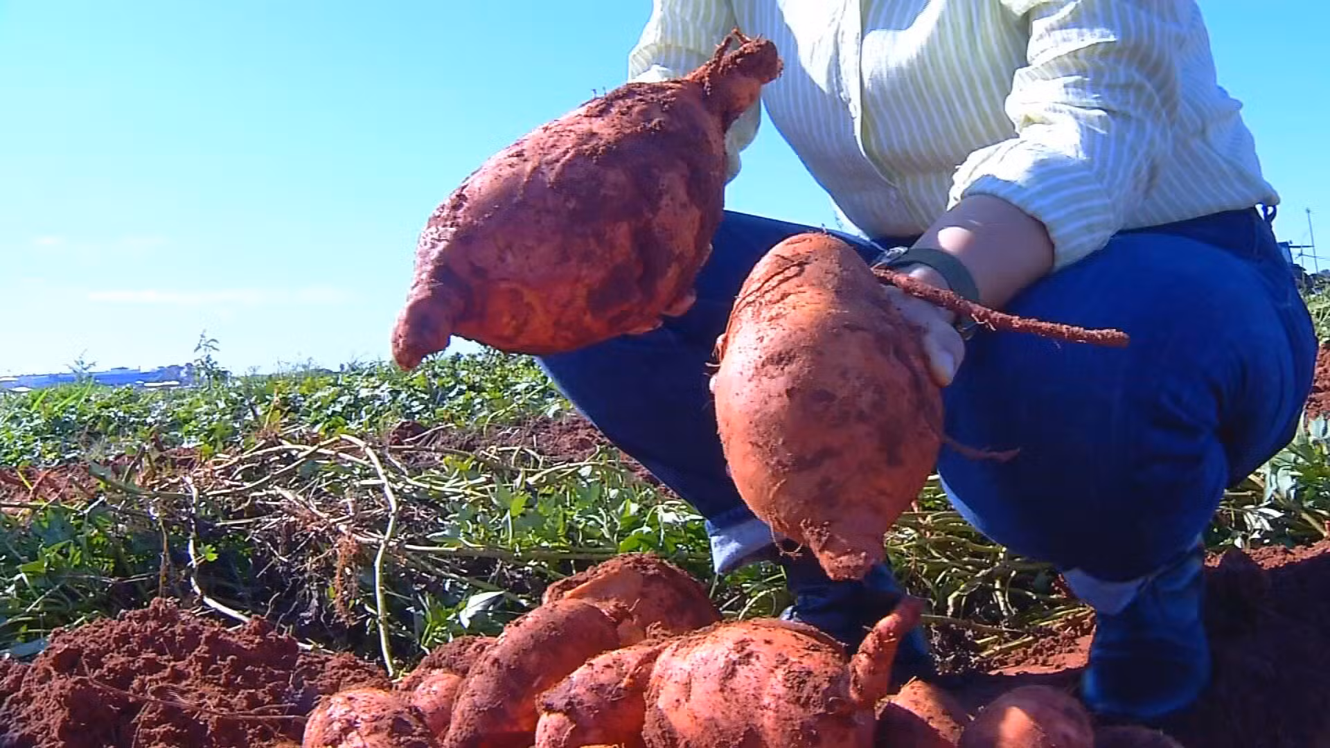 IAC desenvolve batata-doce que produz 4 vezes mais e tem 'superdose' de vitamina A