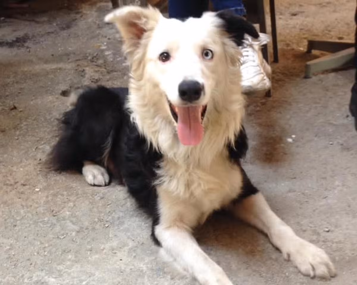 'Tsunami': conheça o cão que saiu das ruas e virou herói ao resgatar vítimas de terremoto na Venezuela