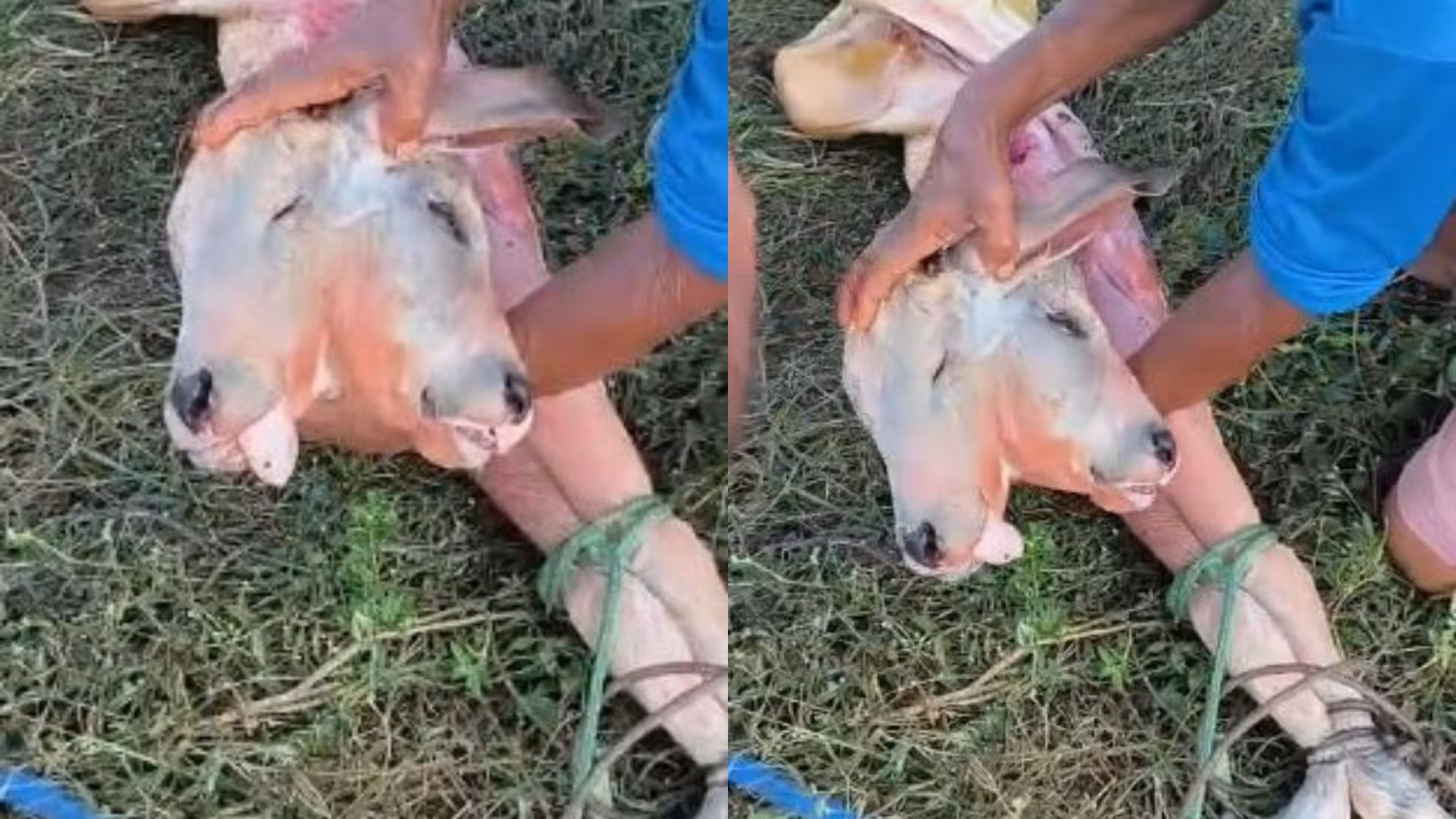 Diprosopia: entenda condição rara em bezerro que repercutiu no MA